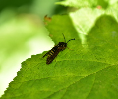 Pennisetia marginatum