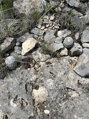 Echinocereus reichenbachii caespitosus
