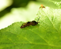 Pennisetia marginatum