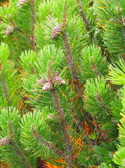 Pinus mugo