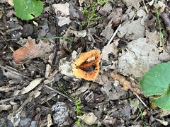 Pseudocolus fusiformis