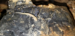 Gyrinophilus porphyriticus