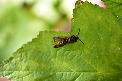 Pennisetia marginatum