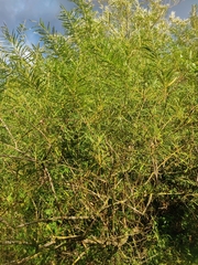 Salix viminalis