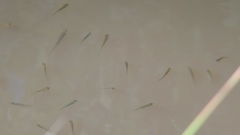 Gasterosteus aculeatus