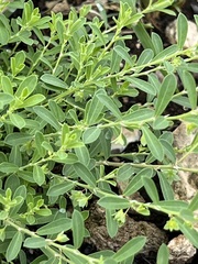 Phyllanthus polygonoides