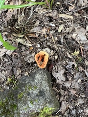 Pseudocolus fusiformis