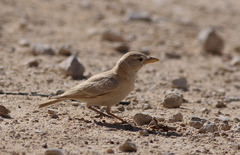 Ammomanes deserti taimuri