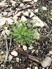 Phyllanthus polygonoides