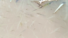 Gasterosteus aculeatus