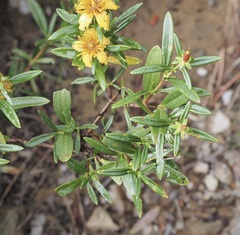 Hypericum prolificum
