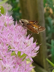 Atalopedes campestris