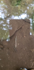 Gyrinophilus porphyriticus