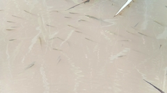 Gasterosteus aculeatus