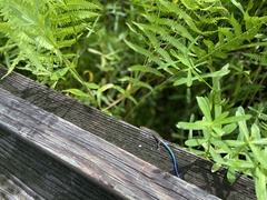 Plestiodon fasciatus