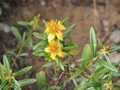 Hypericum prolificum