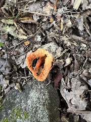Pseudocolus fusiformis