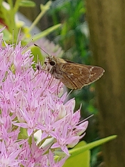 Atalopedes campestris