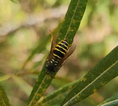 Vespula vulgaris