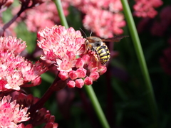 Anthidium oblongatum
