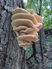 Climacodon septentrionalis