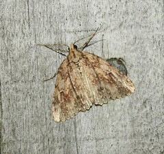 Pseudocoremia rudisata