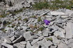 Campanula rotundifolia