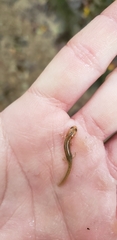 Gyrinophilus porphyriticus