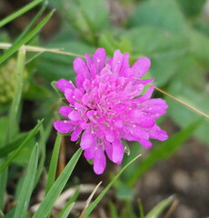 Knautia