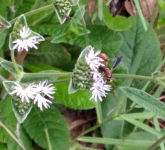 Physocephala sagittaria