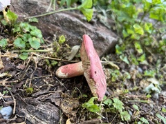 Russula peckii