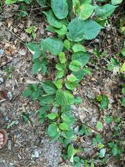 Celastrus orbiculatus