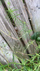 Ipomoea quamoclit