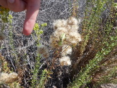 Peucetia viridans