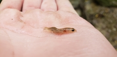 Gyrinophilus porphyriticus