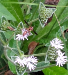 Physocephala sagittaria