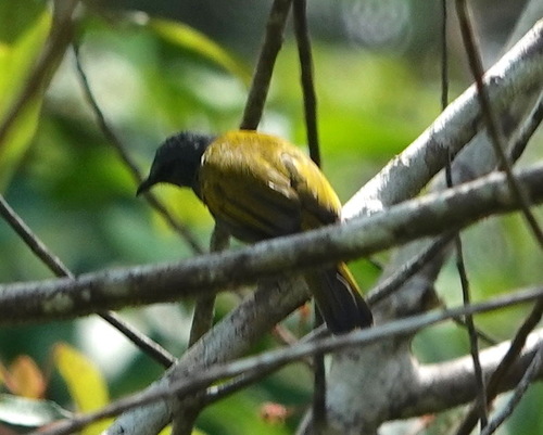 Grey-bellied Bulbul (Rubigula cyaniventris), photo 6
