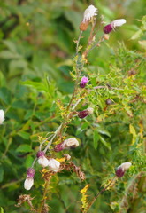 Cardueae