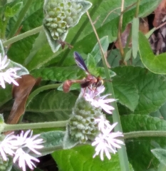 Physocephala sagittaria