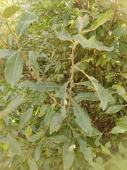 Salix cinerea