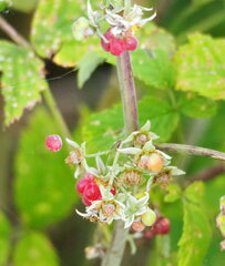 Rubus idaeus