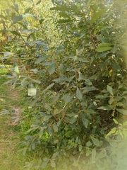 Salix cinerea