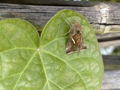 Macdunnoughia confusa