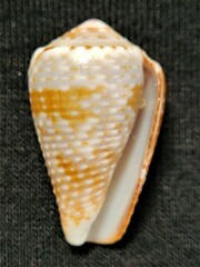 Conus catus