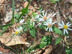 Eurybia
