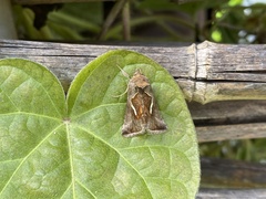Macdunnoughia confusa