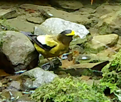 Coccothraustes vespertinus