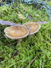 Cortinarius