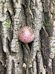 Amphibolips quercusjuglans