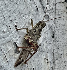 Acrididae